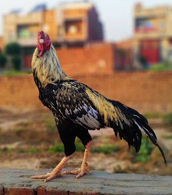 Java Aseel male . best breeder male 5