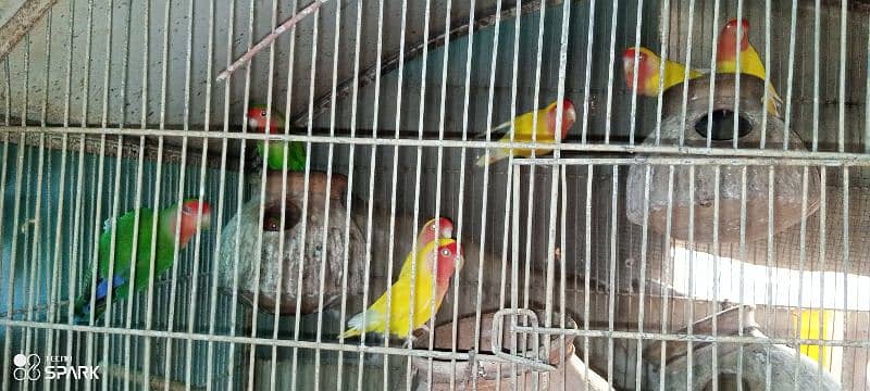 lotino,parblue,blue,and different color lovebirds available 0
