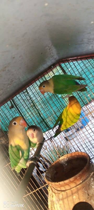 lotino,parblue,blue,and different color lovebirds available 1