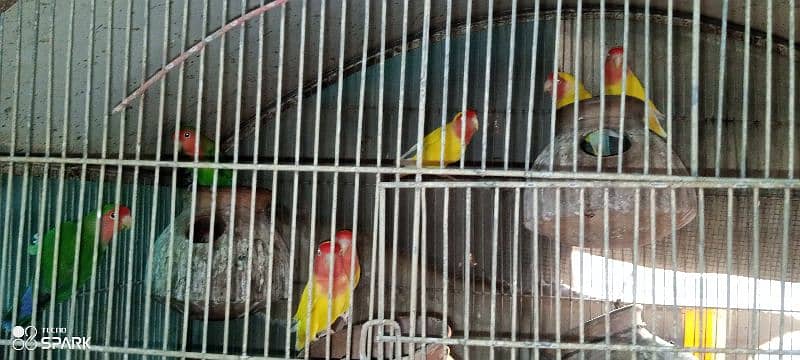 lotino,parblue,blue,and different color lovebirds available 2