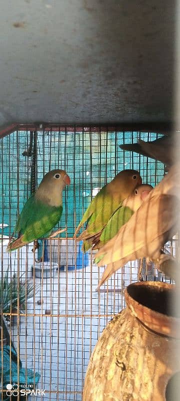 lotino,parblue,blue,and different color lovebirds available 3