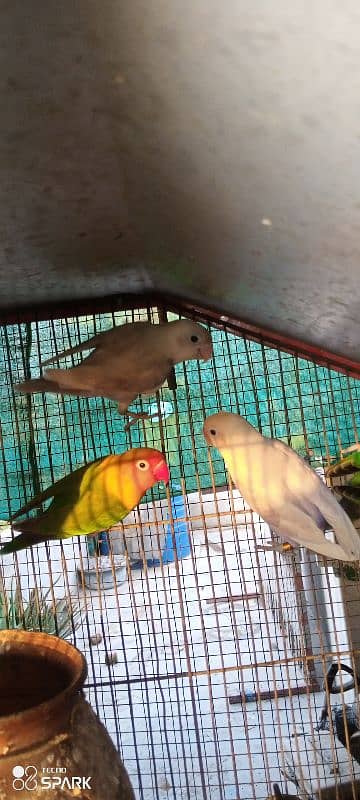 lotino,parblue,blue,and different color lovebirds available 4