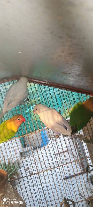 lotino,parblue,blue,and different color lovebirds available 5