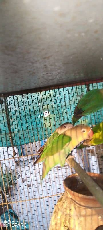lotino,parblue,blue,and different color lovebirds available 6