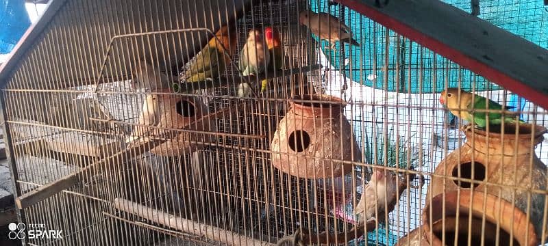 lotino,parblue,blue,and different color lovebirds available 7