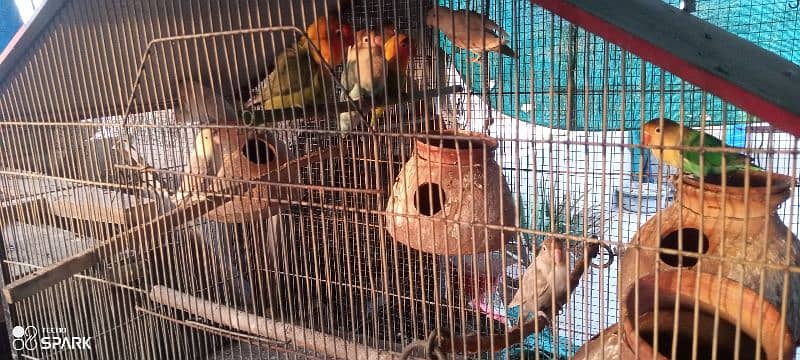 lotino,parblue,blue,and different color lovebirds available 8