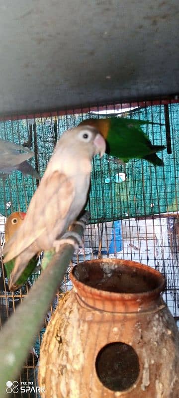 lotino,parblue,blue,and different color lovebirds available 9