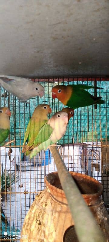 lotino,parblue,blue,and different color lovebirds available 10