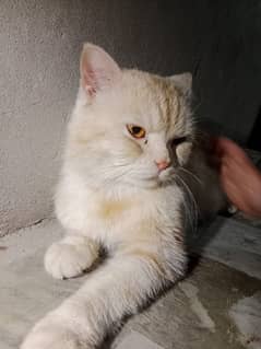 male hai color light brown & white shade  urgent sale