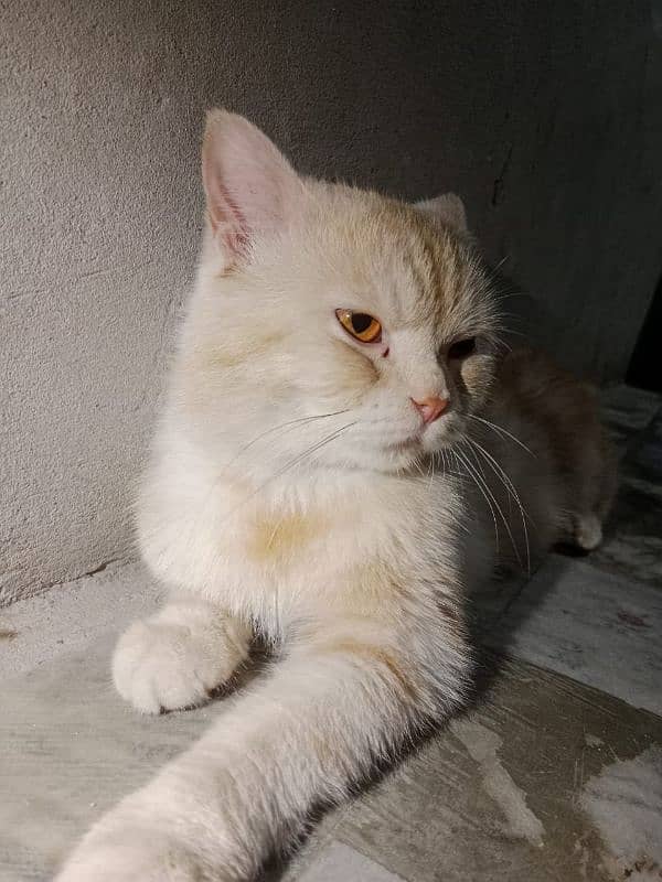 male hai color light brown & white shade  urgent sale 1