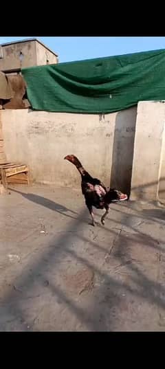 thai pakoi female