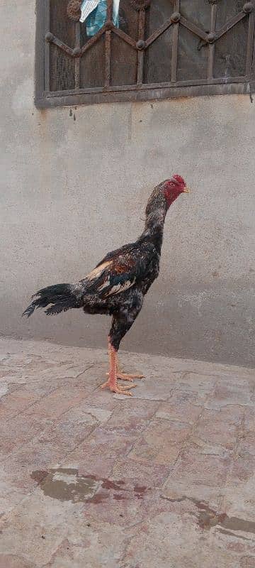Japanese shamo 0