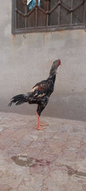 Japanese shamo 3