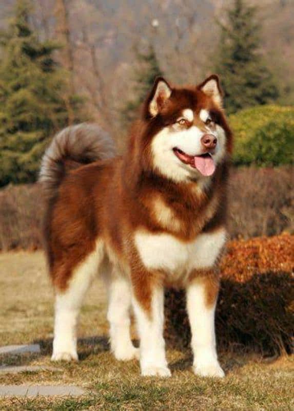 Husky malamute Male stud 0