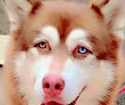 Alaskan malamute Husky Stud