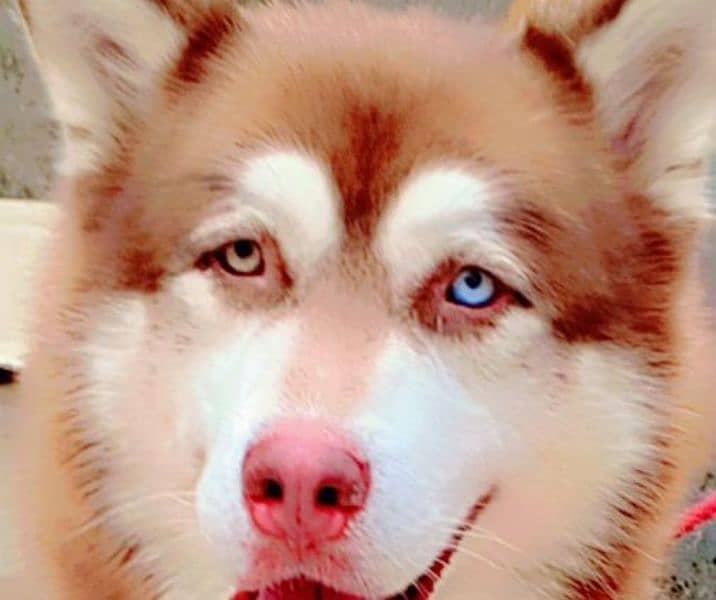 Husky malamute Male stud 1