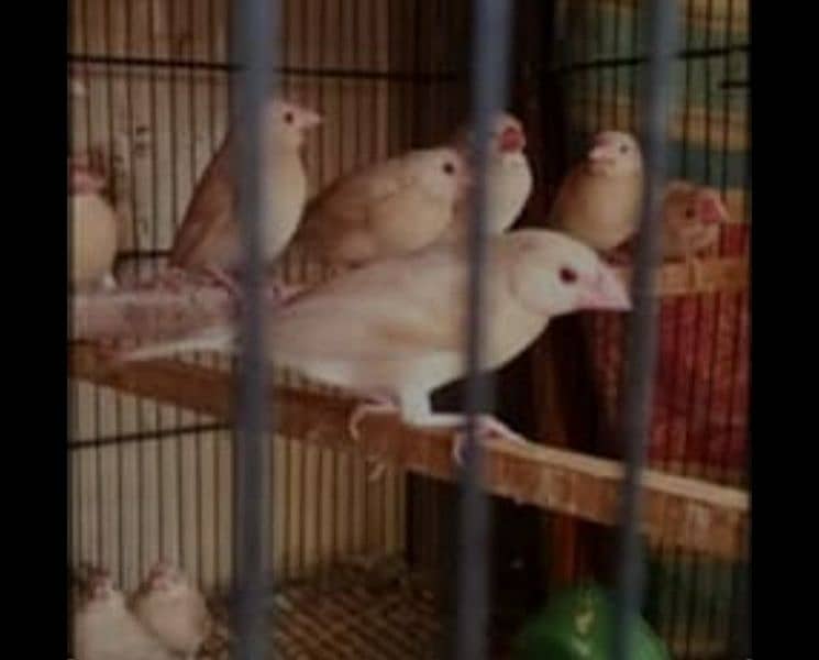 Fawn Java Chicks 0