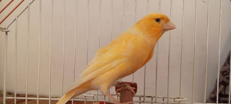 canary 0