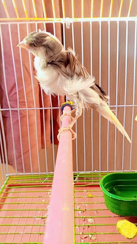 canary 1