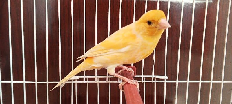 canary 3