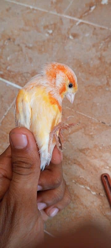 canary 4