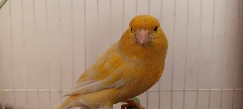 canary 6