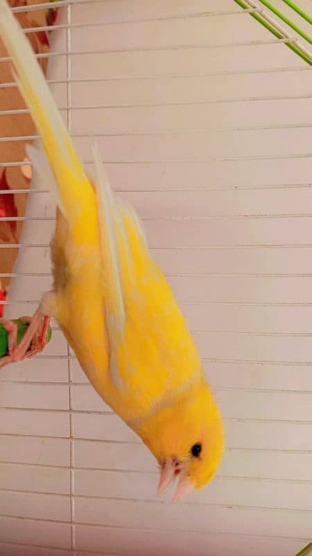 canary 7