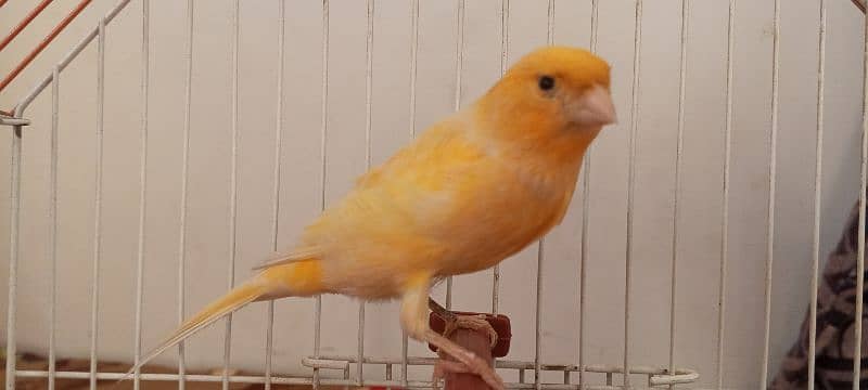 canary 8