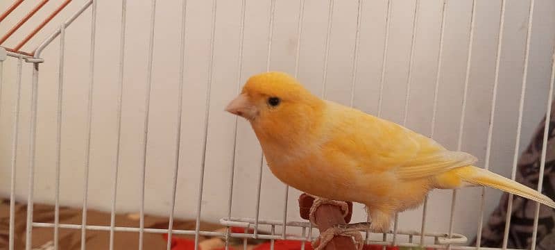canary 9