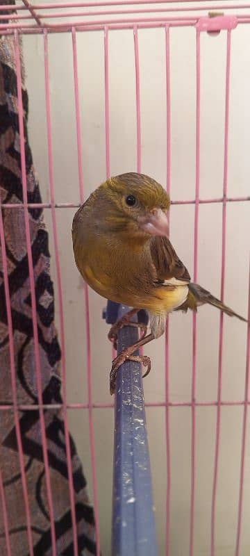 canary 10