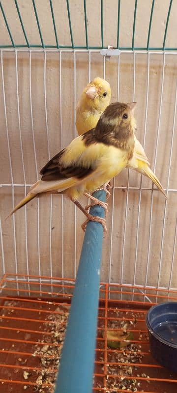 canary 11