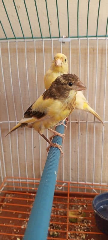 canary 12