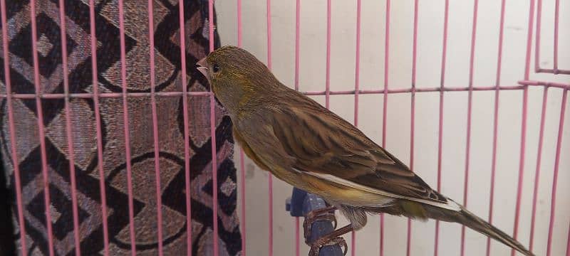 canary 14