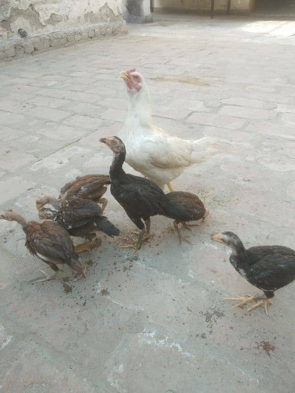 aseel heeri madi with 6 chicks 0