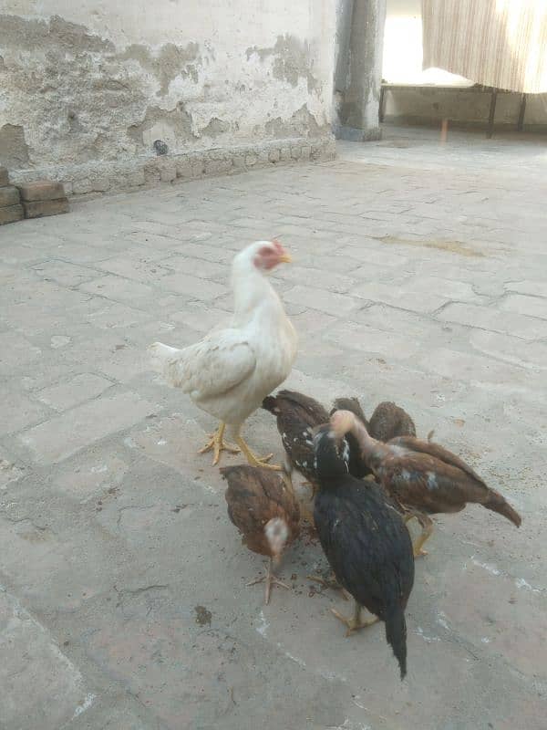 aseel heeri madi with 6 chicks 1