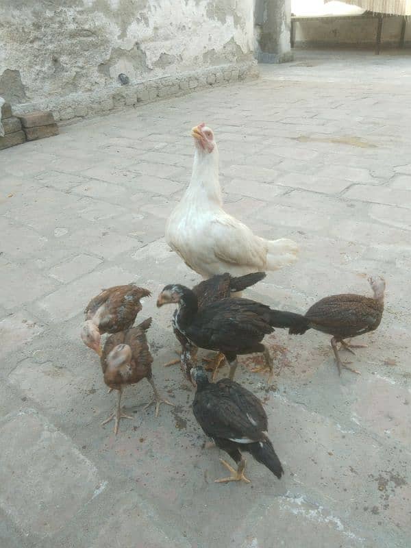 aseel heeri madi with 6 chicks 2