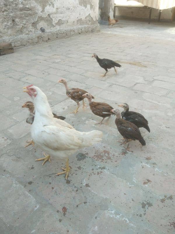 aseel heeri madi with 6 chicks 3