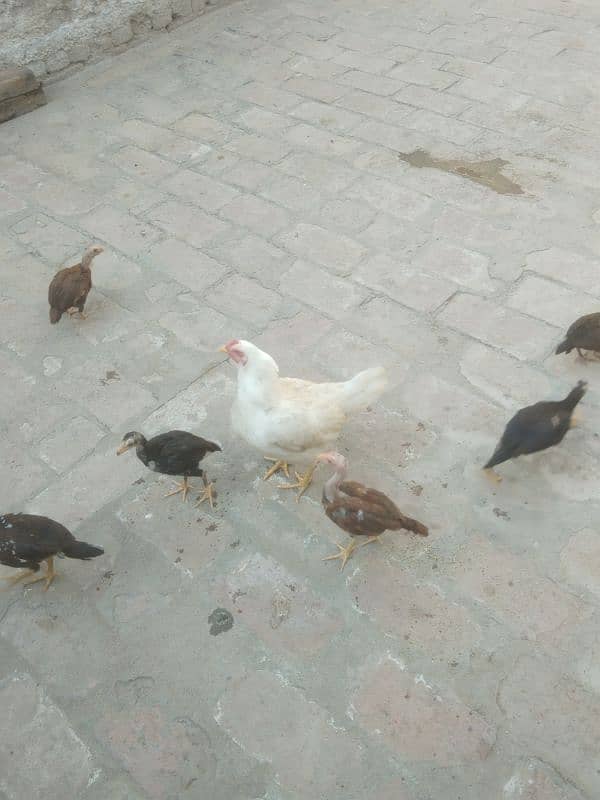aseel heeri madi with 6 chicks 4