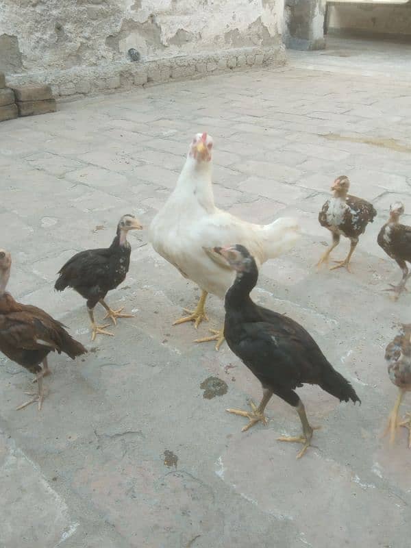 aseel heeri madi with 6 chicks 5