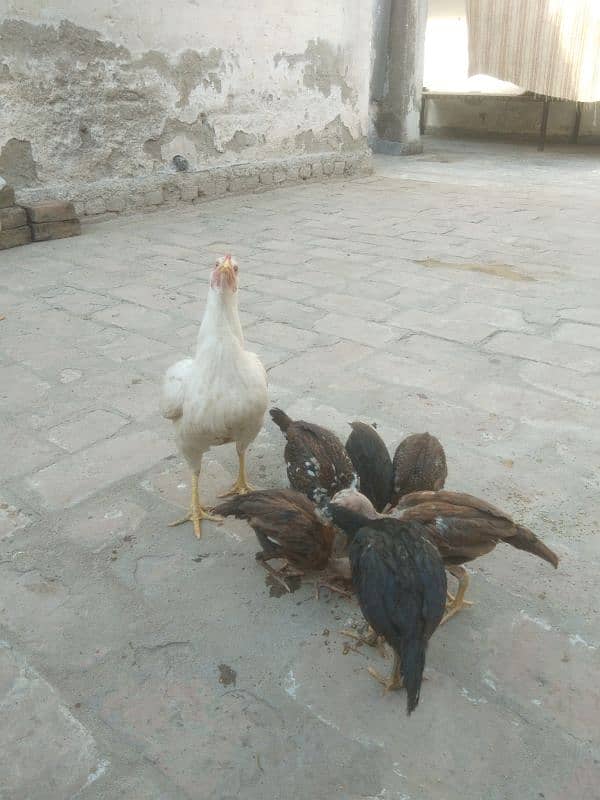 aseel heeri madi with 6 chicks 6