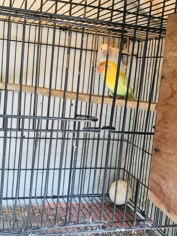 love bird > Read add 0
