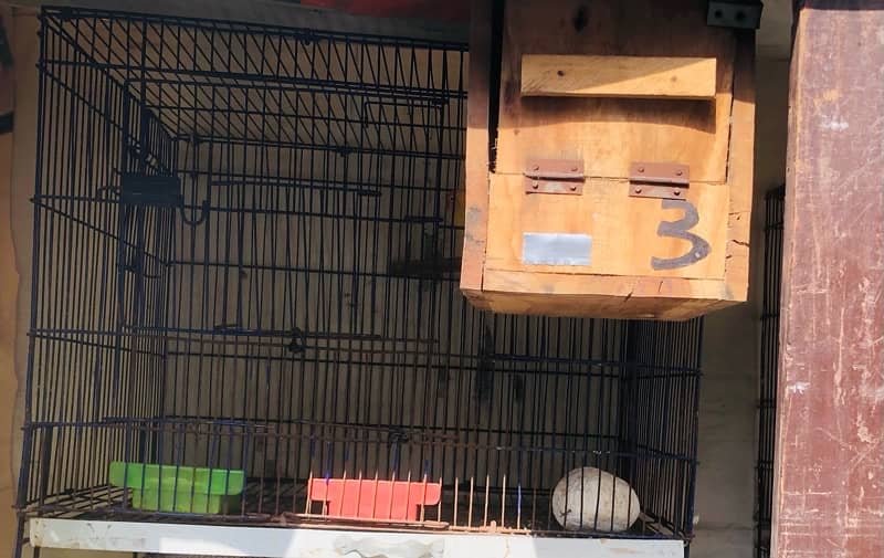 love bird > Read add 2