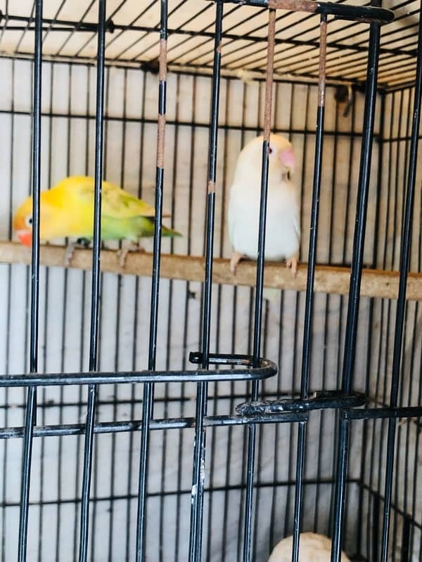 love bird > Read add 3