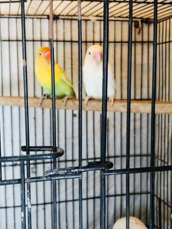 love bird > Read add 4