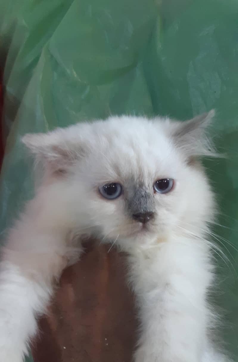 Persian and Himalayan Cats 0