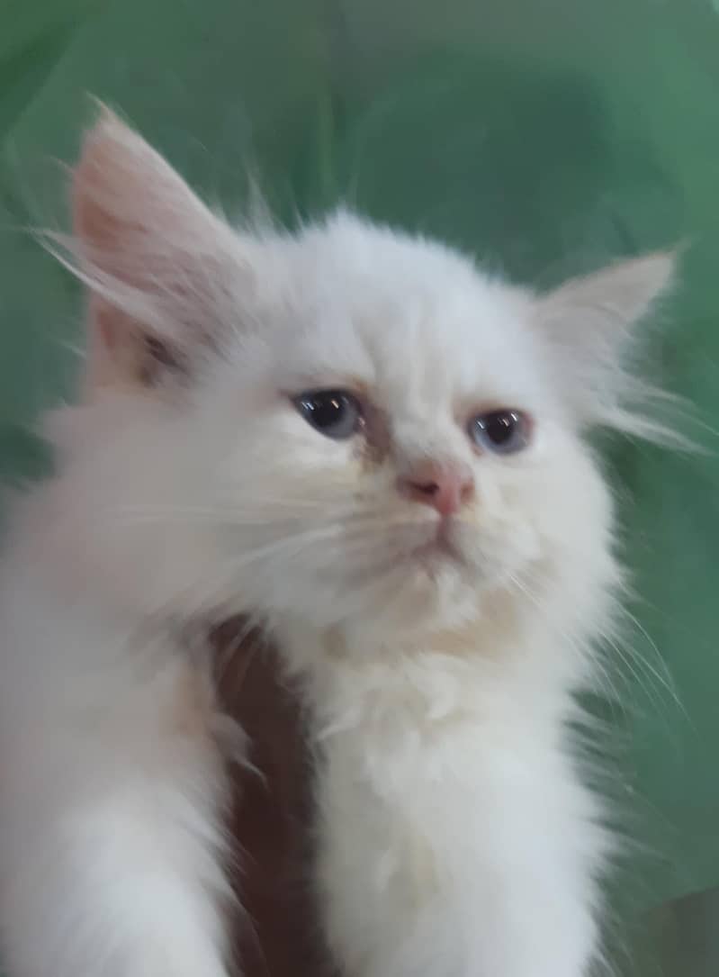 Persian and Himalayan Cats 1
