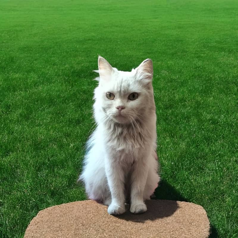 Turkish Angora cat double coated cat persian cat Kitten I-10 1