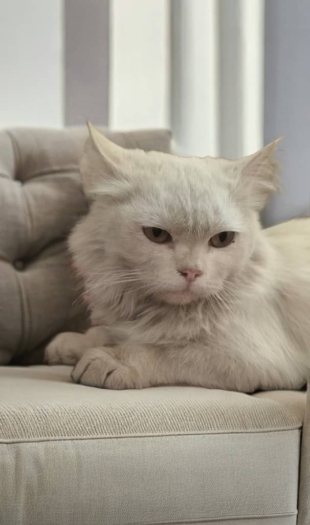 Turkish Angora cat double coated cat persian cat Kitten I-10 4