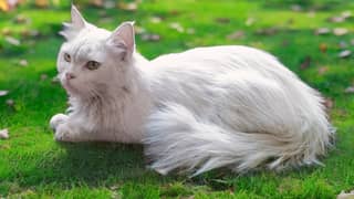Turkish Angora cat double coated cat persian cat Kitten I-10