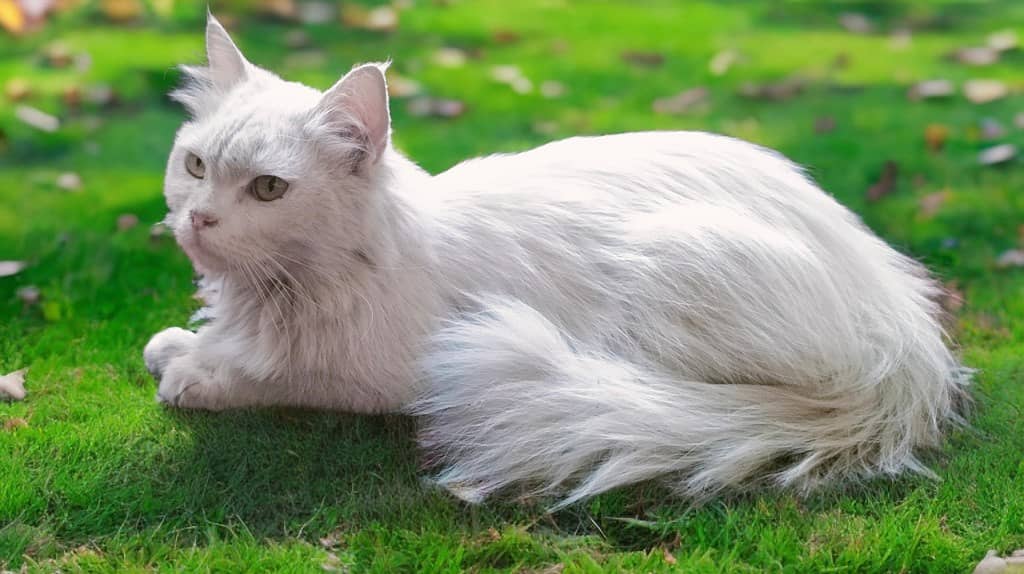 Turkish Angora cat double coated cat persian cat Kitten I-10 0